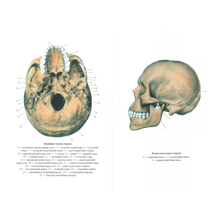 Нормальна анатомія. 3-тє видання. Матешук-Вацеба Л. Р.