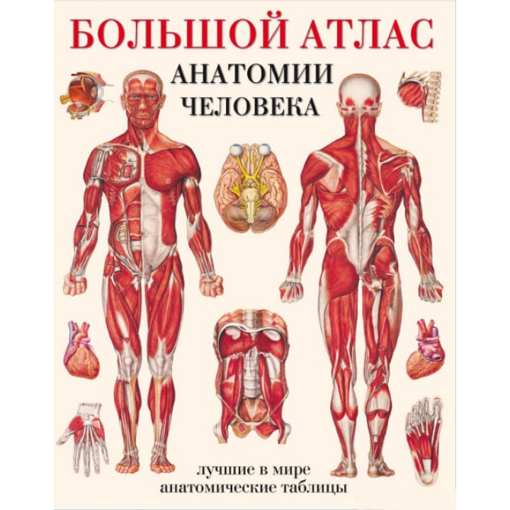 Большой атлас анатомии человека. Лучшие в мире анатомические таблицы